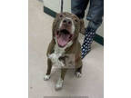 Adopt ROCKY a Brown/Chocolate - with White Treeing Walker Coonhound / Mixed dog