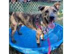 Adopt Tamagotchi a Brindle Catahoula Leopard Dog / Basset Hound / Mixed dog in