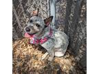 Adopt Jo-Jo a White - with Tan, Yellow or Fawn Blue Heeler / Mixed dog in
