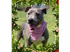 Adopt Susan a American Pit Bull Terrier dog in Maryville, TN (37852390)