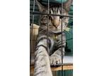 Adopt Scruffy a Gray, Blue or Silver Tabby Domestic Shorthair (short coat) cat