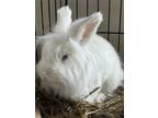 Adopt Rabbit Deniro Rabbit #51 a White Rex / Rex / Mixed rabbit in South