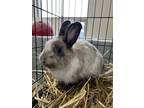 Adopt Mr Bunderful Rabbit #56 a White Rex / Rex / Mixed rabbit in South Abington