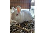 Adopt Jon Snow Rabbit #177 a White Rex / Rex / Mixed (short coat) rabbit in