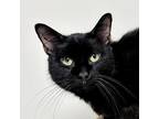 Adopt Cherry a All Black Domestic Shorthair / Mixed cat in South Haven
