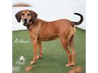 Adopt Arthur a Brown/Chocolate Coonhound / Mixed Breed (Large) / Mixed dog in