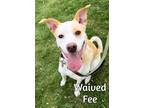 Adopt Hope a Tan/Yellow/Fawn Pointer / Mixed dog in Phoenix, AZ (35186766)