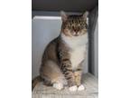 Adopt 20-Virginia a Domestic Shorthair / Mixed (short coat) cat in Windsor
