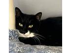 Adopt Oz a All Black Domestic Shorthair / Mixed cat in Blasdell, NY (37833297)