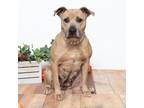 Adopt Jane a Tan/Yellow/Fawn Pit Bull Terrier / Mixed dog in East ST Louis