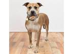 Adopt Billy a Tan/Yellow/Fawn Mastiff / Pit Bull Terrier / Mixed dog in East ST