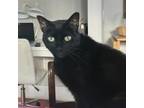 Adopt Cricket a All Black Domestic Shorthair / Mixed cat in Ridgeland