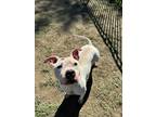 Adopt Sugar a White American Pit Bull Terrier / Mixed dog in Lancaster