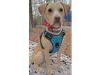 Adopt Ernest a Tan/Yellow/Fawn Labrador Retriever / Mixed dog in Zuni