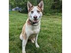 Adopt Bean a Siberian Husky / Mixed dog in Aldie, VA (37703057)