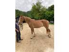 15 Hand Sweet Apricot Dun Trail Horse