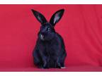 Adopt Tully a Other/Unknown / Mixed (short coat) rabbit in Scotts Valley