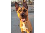 Adopt Marlin a Tan/Yellow/Fawn German Shepherd Dog / American Pit Bull Terrier /