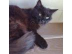 Adopt CoCo a All Black Domestic Mediumhair / Mixed cat in Leesburg