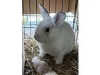 Adopt Sharpie Rabbit #2 a White Rex / Rex / Mixed rabbit in South Abington