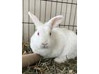 Adopt Ruby Rabbit #118 a White Rex / American / Mixed (short coat) rabbit in