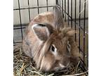 Adopt Peppy Hare Rabbit #61 a Red Rex / Rex / Mixed rabbit in South Abington