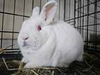 Adopt Oyster Rabbit #64 a White Rex / Rex / Mixed (short coat) rabbit in South