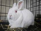 Adopt Oyster Rabbit #64 a White Rex / Rex / Mixed rabbit in South Abington