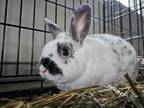 Adopt Holliday Rabbit #139 a White Rex / Rex / Mixed rabbit in South Abington
