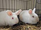 Adopt Chantilly Rabbit #137 a White Rex / Rex / Mixed rabbit in South Abington