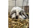 Adopt Sharla Rabbit #9 a White Rex / Rex / Mixed rabbit in South Abington