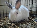 Adopt Tinsel Rabbit #140 a White Rex / Rex / Mixed rabbit in South Abington