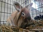 Adopt Sir Anthony Hop-kins Rabbit #31 a Chocolate Rex / Rex / Mixed rabbit in