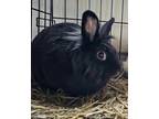 Adopt Yin Rabbit #142 a Black Rex / Rex / Mixed rabbit in South Abington