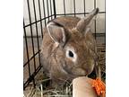 Adopt Cinnabun Rabbit #23 a Chocolate Rex / Rex / Mixed rabbit in South Abington