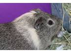 Adopt Flash a Brown or Chocolate Guinea Pig / Mixed small animal in E.