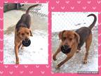 Adopt Mac a Black - with Brown, Red, Golden, Orange or Chestnut Foxhound /