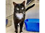 Adopt Presley a All Black Domestic Shorthair / Domestic Shorthair / Mixed cat in