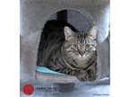 Adopt Chris a Brown Tabby Domestic Shorthair (short coat) cat in St.