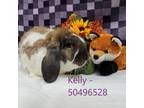 Adopt Kelly - baby 4 a White Lop-Eared / Lop-Eared / Mixed rabbit in Wilkes
