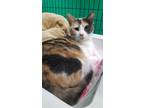 Adopt Jade a White Domestic Shorthair / Domestic Shorthair / Mixed cat in Oak