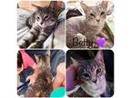 Adopt Boujee Betty Gray a Calico or Dilute Calico Domestic Shorthair (short