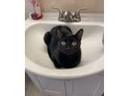 Adopt Betsy a All Black Domestic Shorthair (short coat) cat in Dunkirk
