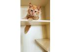 Adopt Sarah a Orange or Red Domestic Longhair (long coat) cat in Mount Gilead