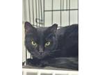 Adopt Pearl a All Black Domestic Shorthair (short coat) cat in Brockport
