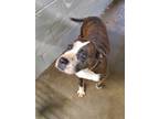 Adopt Jane a Brindle - with White American Pit Bull Terrier / Mixed dog in