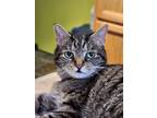 Adopt Jovin a Brown Tabby Domestic Shorthair (short coat) cat in Brockport