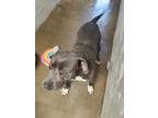 Adopt Tarzan a Gray/Silver/Salt & Pepper - with White American Pit Bull Terrier