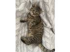 Adopt Sam a Brown Tabby Domestic Shorthair (short coat) cat in Dunkirk