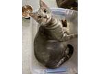 Adopt Evee and BBE a Tortoiseshell Domestic Shorthair (short coat) cat in